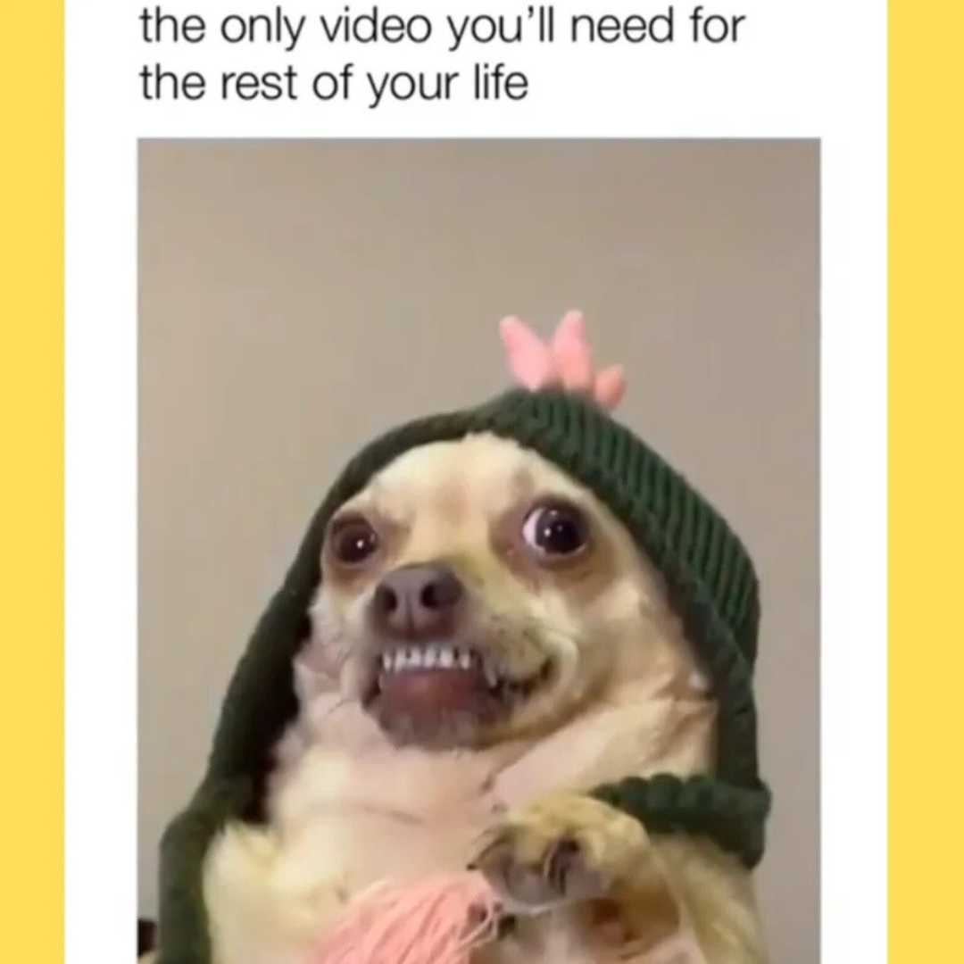 100k+ VIRAL MEME BUNDLE